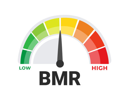 Basal Metabolic Rate BMR Evaluation Tool Vector Illustration with Caloric Burn Rate Spectrum from Low to Highのイラスト素材