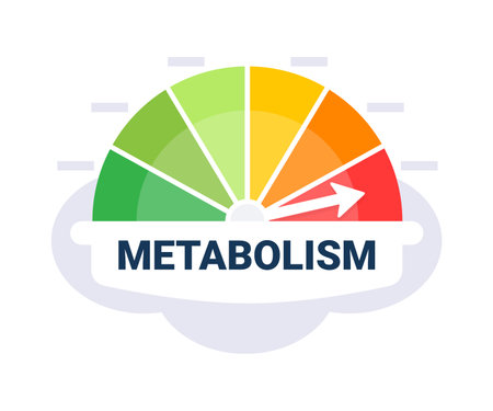 Metabolic Rate Evaluation Scale Vector Illustration with Color Coded Metabolism Indicator Zonesのイラスト素材