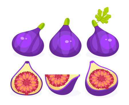 Tropical set with violet figs and fig slicesのイラスト素材