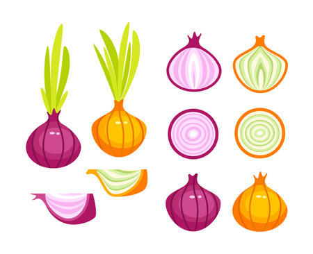 Red fresh onion set half, slice and whole.のイラスト素材