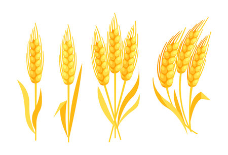 Bunch of wheat ears. Grains of cereals. Cereals harvest, agricultureのイラスト素材
