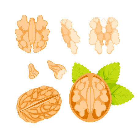 Illustration of a walnut, featuring its shell, kernel, and leaves, presented in various statesのイラスト素材