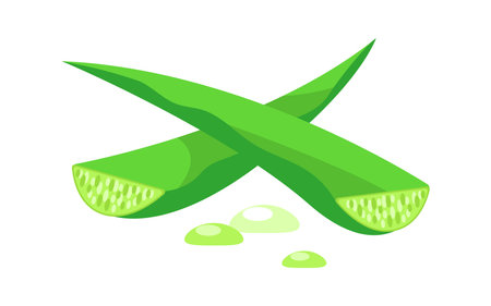 Two crossed aloe vera leaves with dripping juice promoting natural healingのイラスト素材