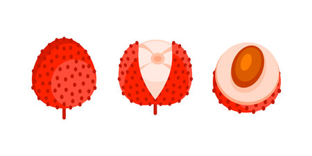 Fresh lychee fruit showing whole, peeled and sliced stagesのイラスト素材