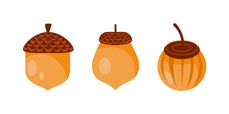 Three acorns representing different stages of ripeness showing shell and cupuleのイラスト素材