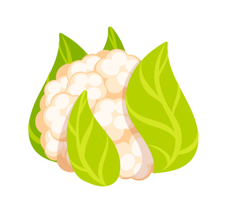 Fresh cauliflower surrounded by vibrant green leaves isolated on white backgroundのイラスト素材