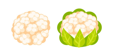 Fresh Cauliflower Heads with and without Green Leaves Resting on White Backgroundのイラスト素材