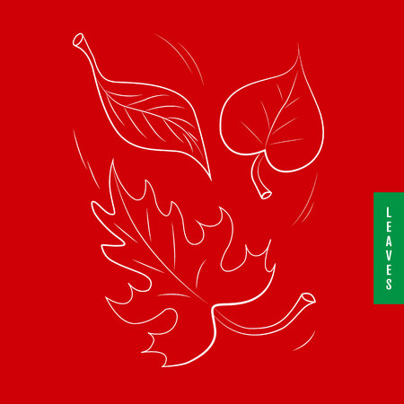 Vector black contours of autumn maple, oak and birch leaves isolated on white.のイラスト素材