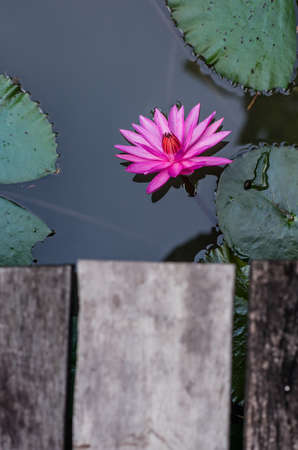 Lotus flower in the gardenの写真素材