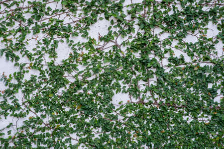 Leaves on the wall as a backgroundの写真素材