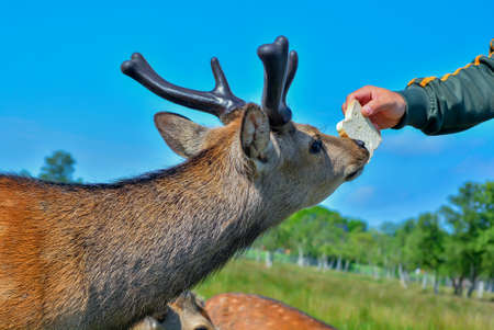 Wildlife dear staying in the public park, Denmarkの写真素材