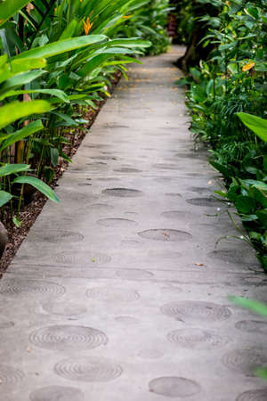 the walkway in the gardenの写真素材