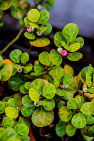 green leaf in the garden as a backgroundの写真素材