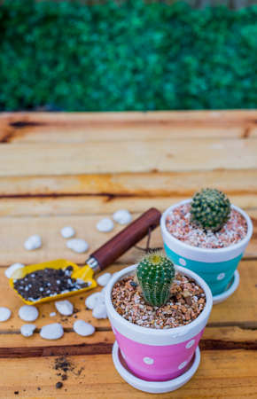 a small cactus in my gardenの写真素材