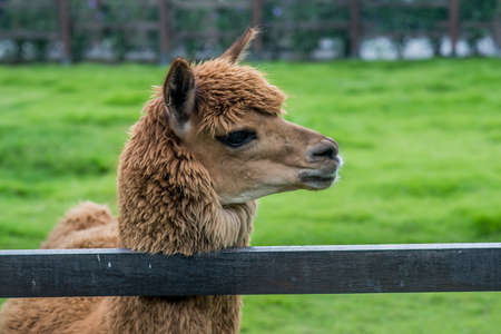 Close up a face of brown alpaca in the framの写真素材