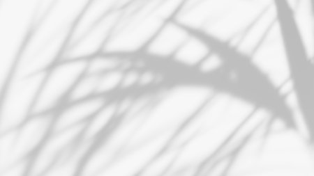 leaf shadow overlay effect. white background with tropical leaves shadows