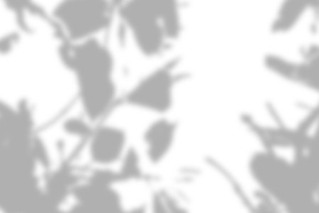 Gray leaves shadow and light blur abstract background on white wall, shadow overlay effectの写真素材