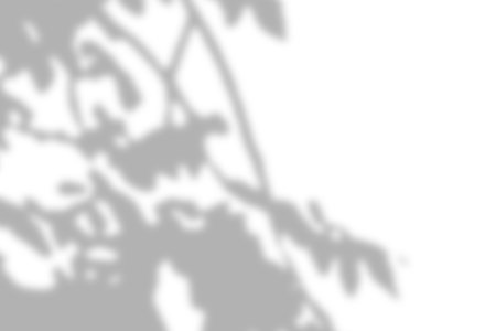 Gray leaves shadow and light blur abstract background on white wall, shadow overlay effectの写真素材