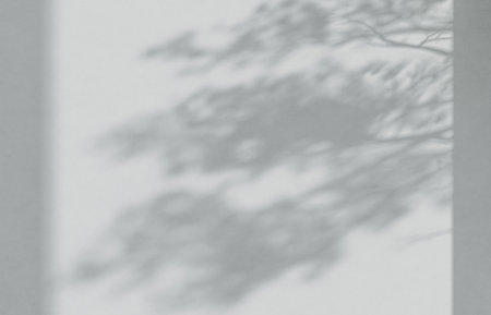 Cement studio room background with branch shadows on the wall. Mockup for branding products, presentation.の写真素材