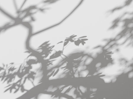 Pale leaf shadow for minimalist design projects.