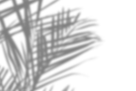 Abstract palm leaf shadows in grayscale, highlighting the natural textures and forms of the leaves.