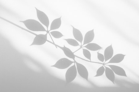 Organic leaf silhouette creating soft shadow patterns.の写真素材