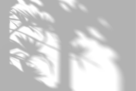 Window shadows with tree patterns on a light background.