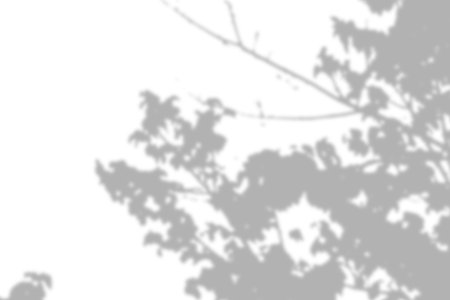 A close-up view of tree branchesâ shadows, evoking a peaceful outdoor atmosphere.の写真素材