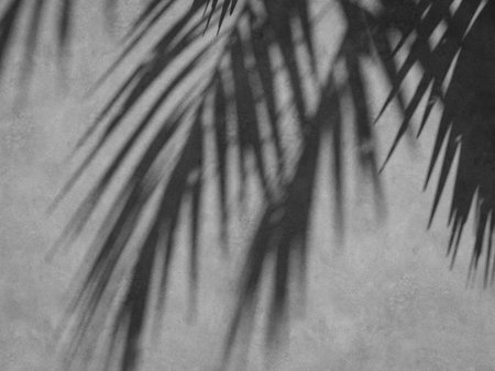 Dark moody concrete wall with tropical palm shadows