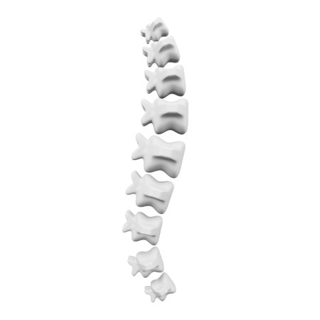 Spine 3D rendering isometric icon.のイラスト素材