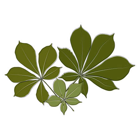 Set of vector chestnut leaf outline and coloured icon. Simple chestnut leaves illustration . Realistic hand drawn leaves illustration set on white background.のイラスト素材