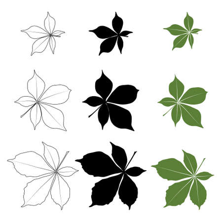 Set of vector chestnut leaf outline, silhouette black and coloured icon. Simple chestnut leaves illustration  . Realistic hand drawn leaves illustration set on white background.のイラスト素材