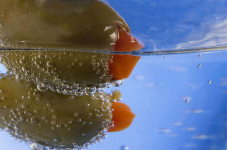 Corgi Puppyの写真素材