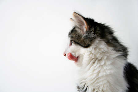 Kitten lickingの写真素材