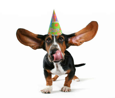 a basset hound with flapping ears