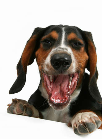 a  basset hound yawning
