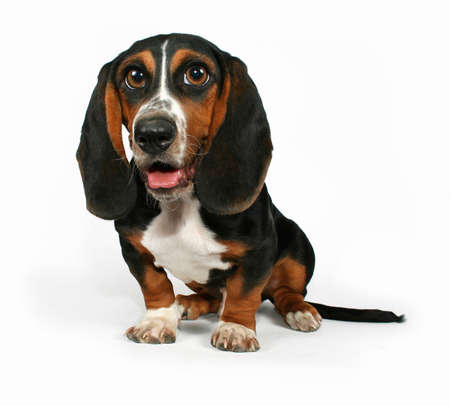 a bassett hound sitting on a white background