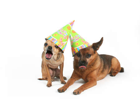 two dogs with birthday hats on their headsの写真素材