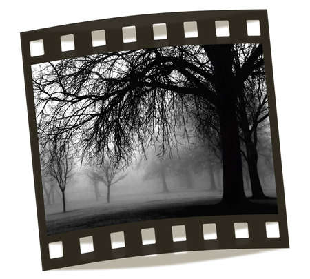 a very foggy day in the park
