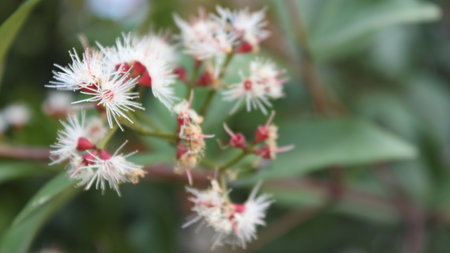native Australian white and red flower with green leaves outdoor in sunny backyard shot at shallow...