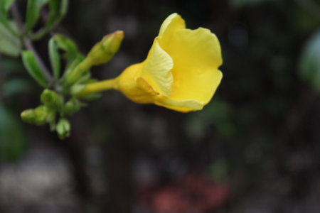 Allamanda cathartica yellow flower in the garden on blur backgroundの写真素材