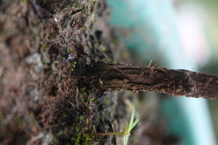 Macro shot of the bark of a tree with moss and lichen