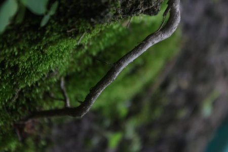 Close up of moss on a tree trunk in the rainforest.の写真素材