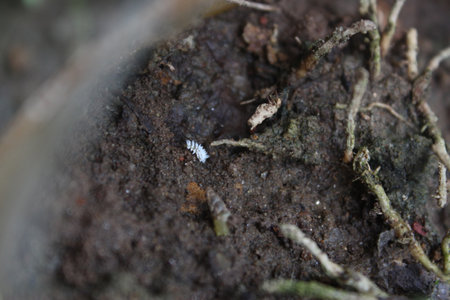 insects in the soil, close up of a insect in the soil
