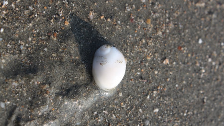White shell on the sand of the beach. Close-up.