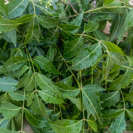 Close up view of the leaves of the neem tree in nature.の写真素材