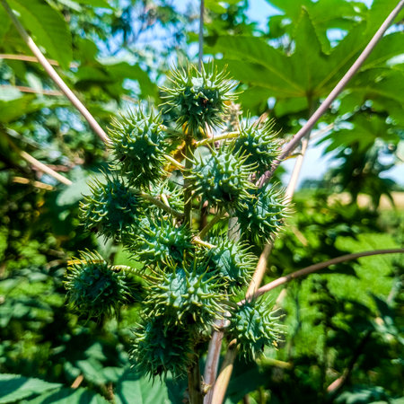Grean leaf of castor oil plant with castor seedsの写真素材