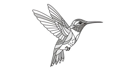 Illustration of a hummingbird isolated on a white background. Vector illustration.の素材