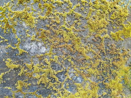 Moss and lichen on the concrete wall. Abstract background for design.の写真素材