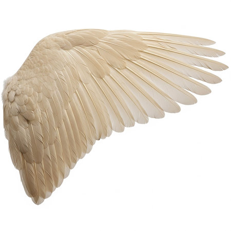 White dove wings isolated on white background. Clipping path included.の素材